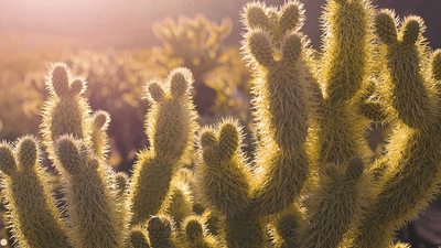 Money - professional stock photography